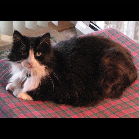 Meet your Posher, Ryan - Picture 4 of 5